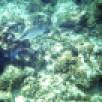 A poor quality picture, but it was taken from an underwater camera so... But these are some fish and the reef that we snorkeled in in Grand Turk.