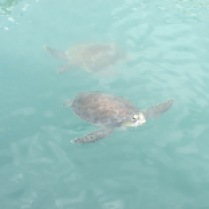 We were lucky to spot some sea turtles.
