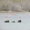 We drove past dozens of flamingos!